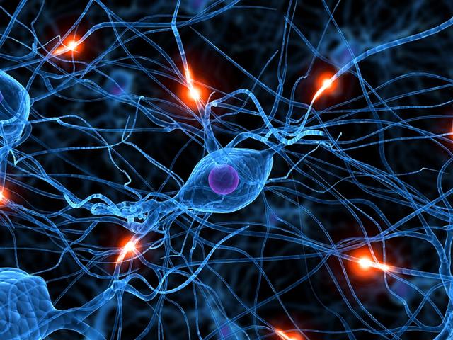 脑神经细胞产生机制已被发现